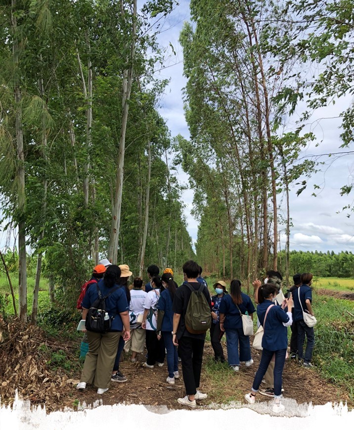 Carbon capturing perennials in tropical lowland food forest, Chao Phraya River&nbsp;Basin