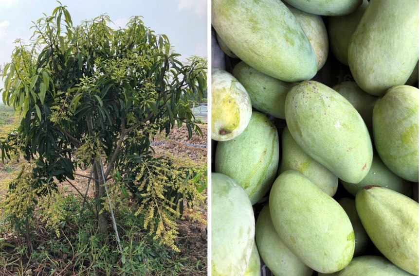 Fruit trees are flowering on the dried excavated and acidic&nbsp;soil