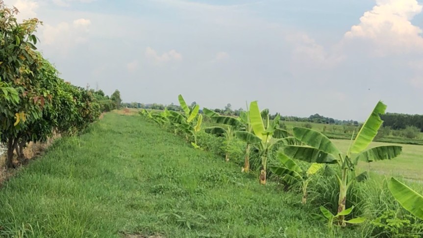 Climate-adaptive organic farming practices in wetlands: Post-Covid19&nbsp;missions