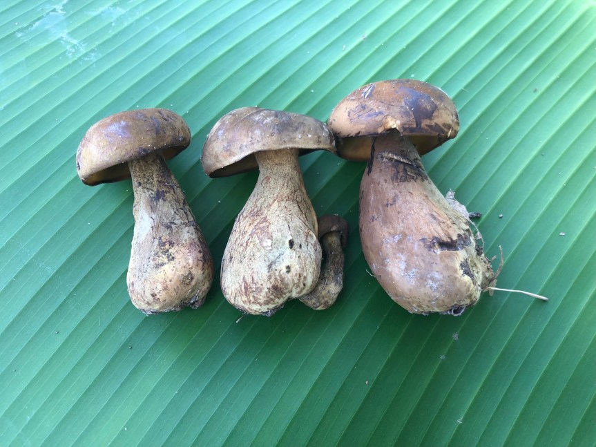 World Soil Day 2022: Soils, Where Food&nbsp;Begins