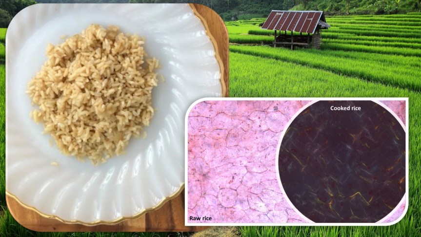 นวัตกรรมผลิตภัณฑ์ส่วนผสมอาหารจากข้าวไทย