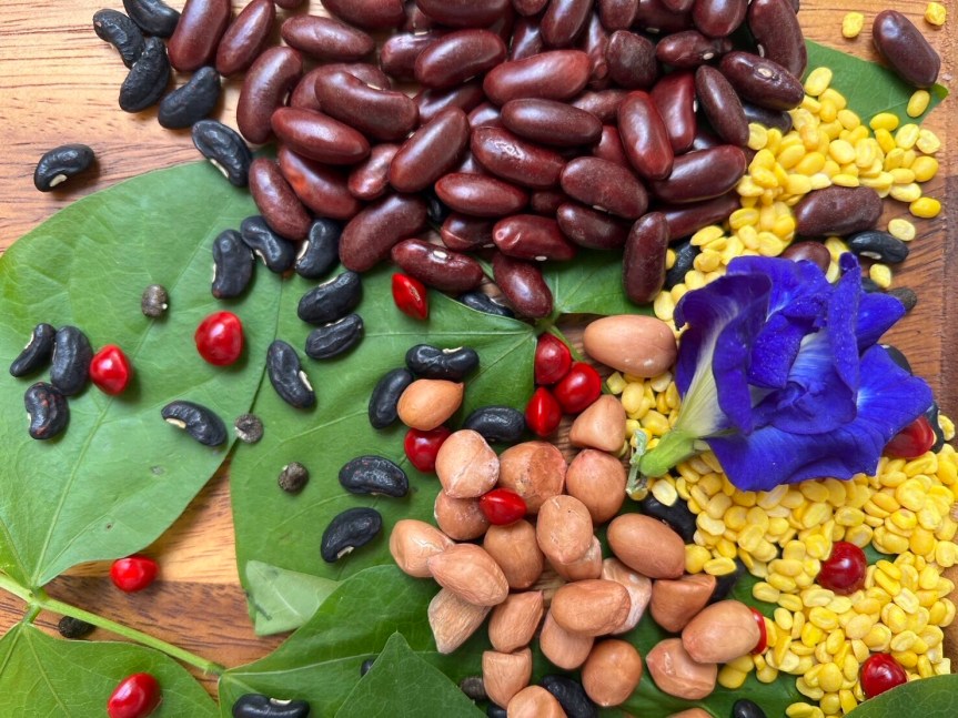 นมจากพืช: ทางเลือกใหม่เพื่อสุขภาพและโลกที่ยั่งยืน?