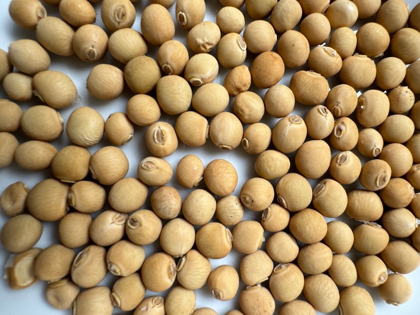 Decoding the Future of Plant Proteins from Winged Beans: Ep. 2/6 Winged Beans—Nature’s One-Stop&nbsp;Supermarket