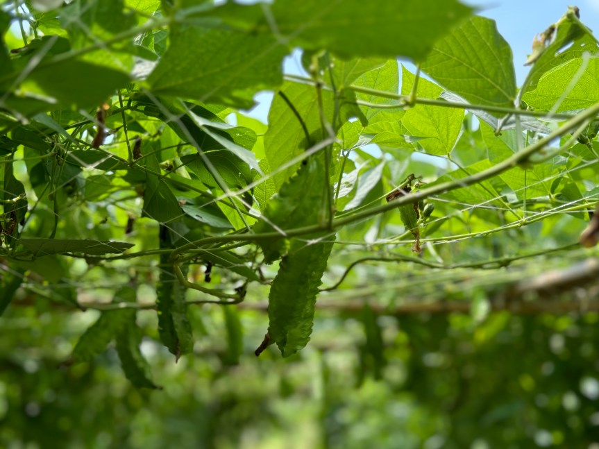 Decoding the Future of Plant Proteins from Winged Beans: Ep. 3/6 Soil-Healing Legumes and the Promise of Green&nbsp;Regeneration