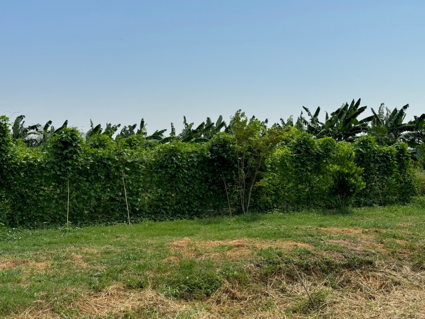 Decoding the Future of Plant Proteins from Winged Beans: Ep. 1/6 Rediscovering Forgotten Crops in a Fragile Food&nbsp;System