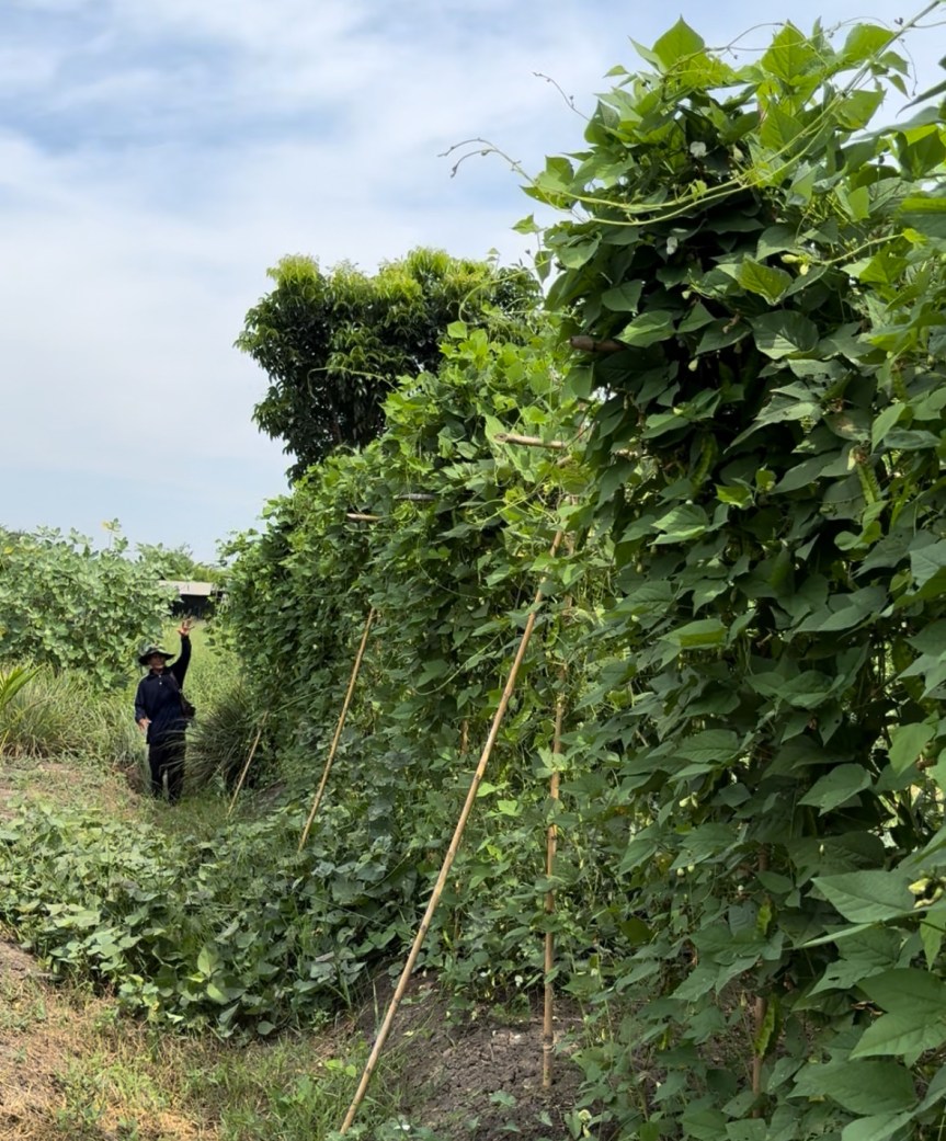 Decoding the Future of Plant Proteins from Winged Beans: Ep. 4/6 Breeding Beyond Boundaries—Unlocking Genetic&nbsp;Potential