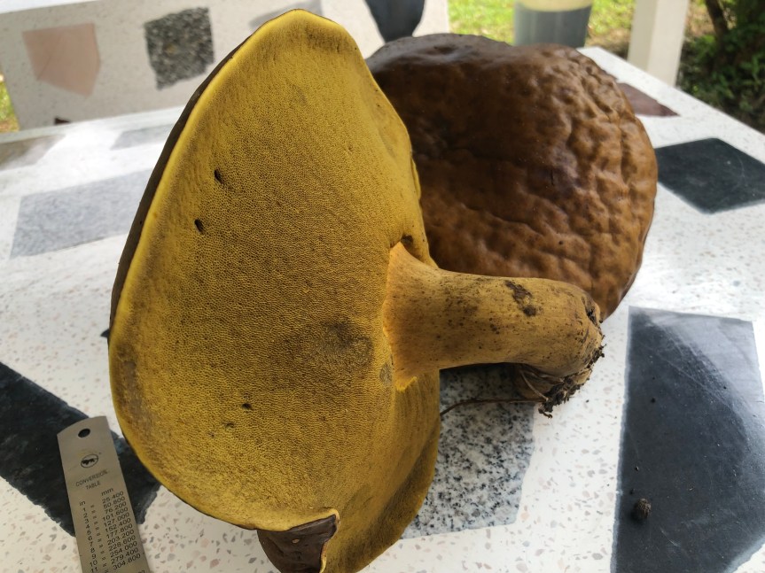 Mature bolete mushroom