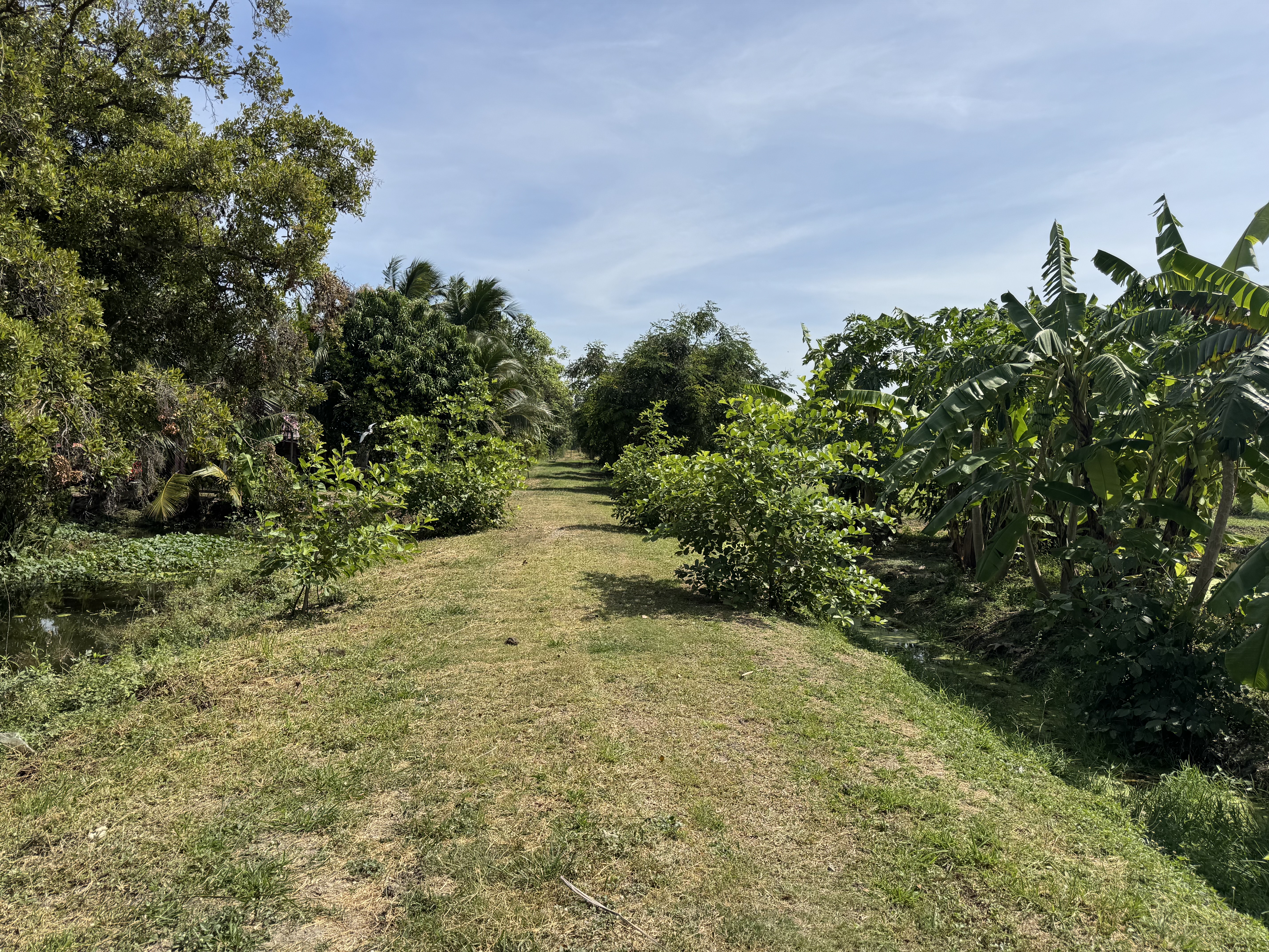 กล้าหมันบนคันล้อม