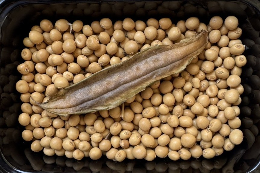 Decoding the Future of Plant Proteins from Winged Beans: Ep. 6/6 Healing Soil, Cutting Costs and Boosting&nbsp;Yields