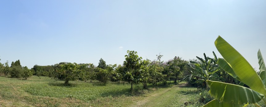 Agroforestry-intercropping